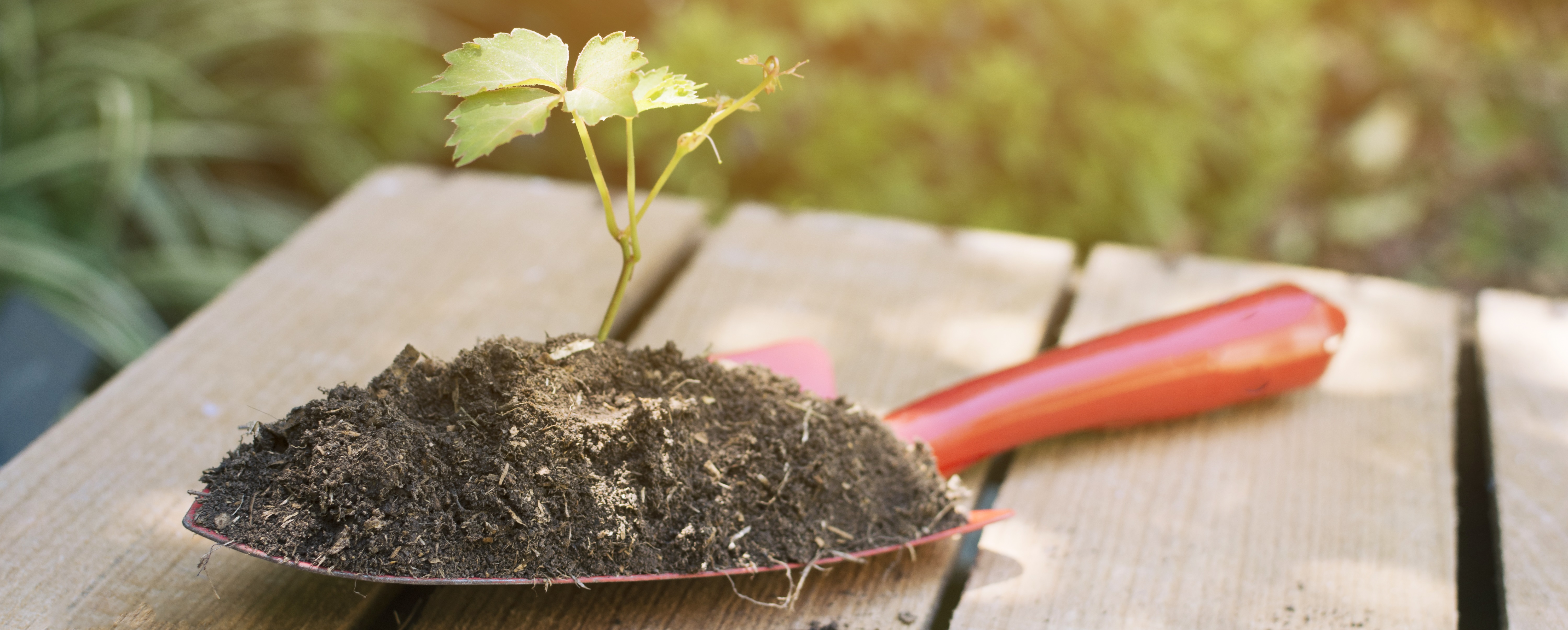 arranged-spade-with-soil-plant
